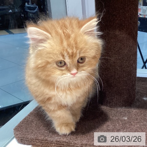 神奈川県のスコティッシュフォールド (ペットプラス 座間店/2026年1月19日生まれ/女の子/レッドタビーホワイト)の子猫の3枚目の画像