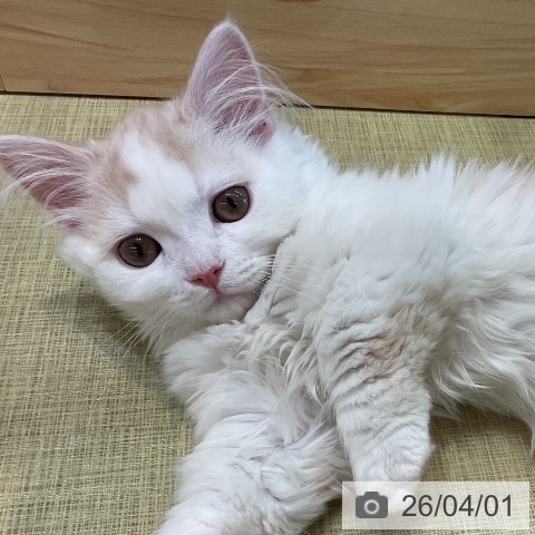 茨城県のマンチカン (ペッツワン 阿見店/2026年1月3日生まれ/男の子/クリームタビーホワイト)の子猫の4枚目の画像