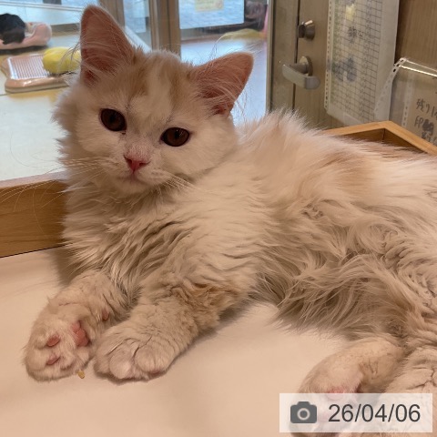 茨城県のマンチカン (ペッツワン 阿見店/2026年1月3日生まれ/男の子/クリームタビーホワイト)の子猫の3枚目の画像