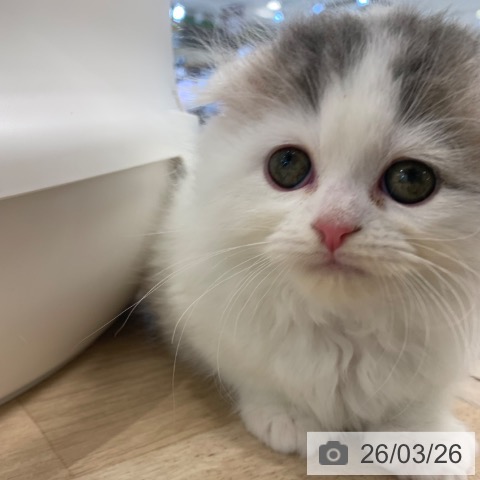 東京都のスコティッシュフォールド (ペットプラス アクアシティお台場店/2026年1月22日生まれ/男の子/ブルータビーホワイト)の子猫の4枚目の画像