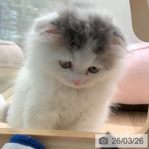 東京都のスコティッシュフォールド (ペットプラス アクアシティお台場店/2026年1月22日生まれ/男の子/ブルータビーホワイト)の子猫の3枚目の画像