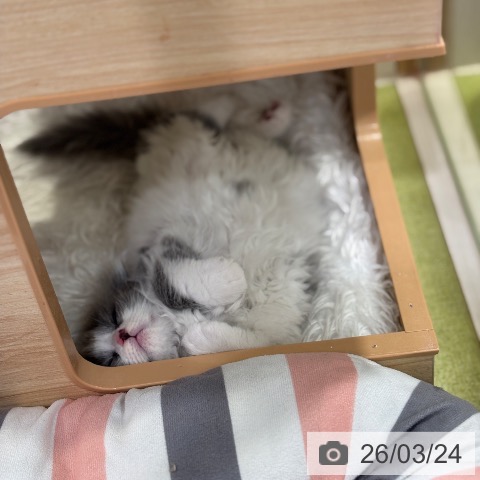 スコティッシュフォールドの写真