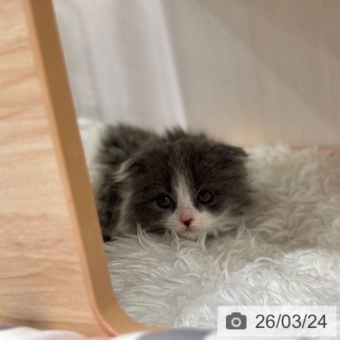 スコティッシュフォールドの写真