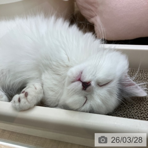 神奈川県のマンチカン (ペットプラス 湘南平塚店/2026年1月17日生まれ/男の子/ブルータビーホワイト)の子猫の4枚目の画像