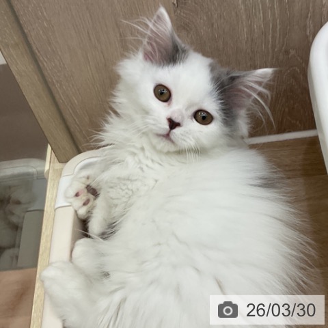 神奈川県のマンチカン (ペットプラス 湘南平塚店/2026年1月17日生まれ/男の子/ブルータビーホワイト)の子猫の3枚目の画像
