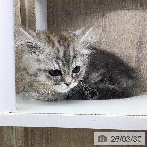 茨城県のマンチカン (ペットプラス つくば店/2026年1月17日生まれ/男の子/シルバータビー)の子猫の4枚目の画像