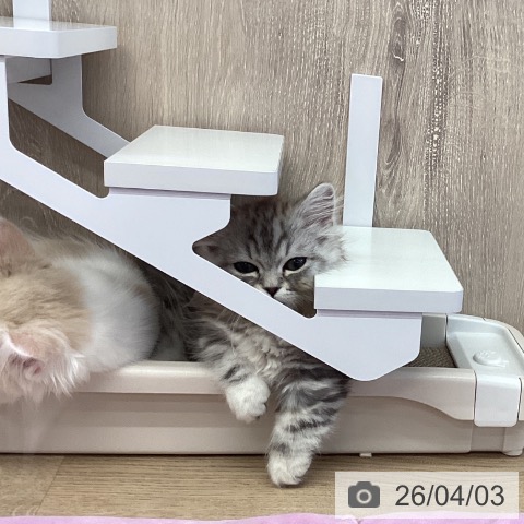 茨城県のマンチカン (ペットプラス つくば店/2026年1月17日生まれ/男の子/シルバータビー)の子猫の3枚目の画像