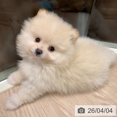 千葉県のポメラニアン (ペットプラス 幕張新都心店/2026年1月20日生まれ/男の子/クリーム)の子犬の3枚目の画像
