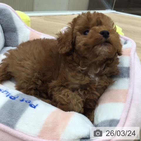 トイ・プードルの写真