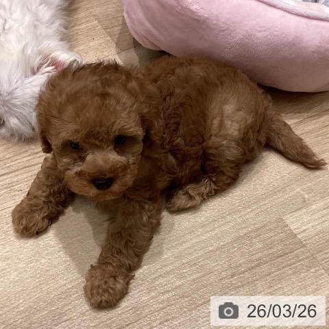 宮城県のトイプードル(トイ) (ペットプラス 名取店/2026年1月22日生まれ/男の子/レッド)の子犬の3枚目の画像