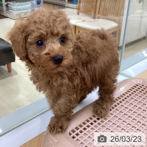 トイ・プードルの写真