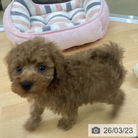 トイ・プードルの写真