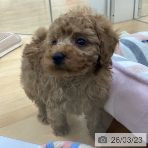 トイ・プードルの写真