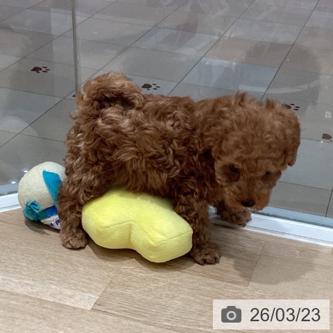 トイ・プードルの写真