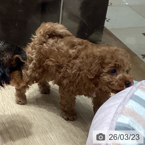 トイ・プードルの写真