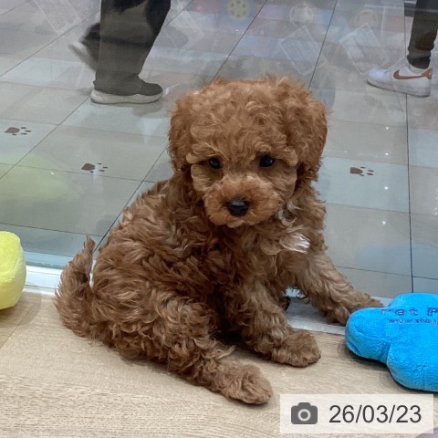 トイ・プードルの写真