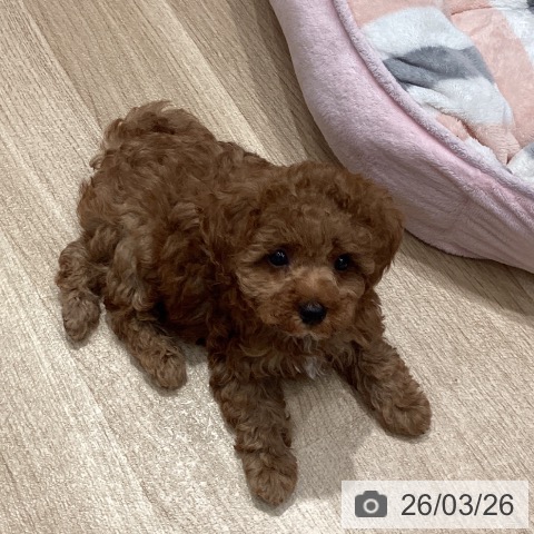 埼玉県のトイプードル(トイ) (ペットプラス ピオニウォーク東松山店/2026年1月22日生まれ/男の子/レッド)の子犬の4枚目の画像