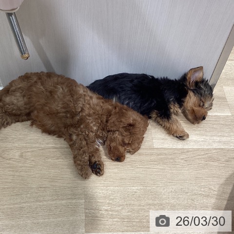 埼玉県のトイプードル(トイ) (ペットプラス ピオニウォーク東松山店/2026年1月22日生まれ/男の子/レッド)の子犬の3枚目の画像