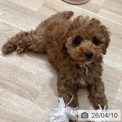 埼玉県のトイプードル(トイ) (ペットプラス ピオニウォーク東松山店/2026年1月22日生まれ/男の子/レッド)の子犬の3枚目の画像