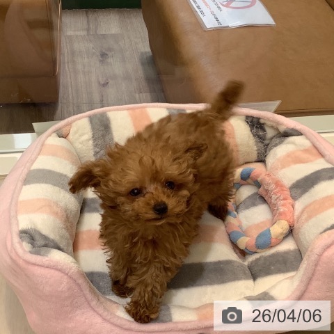 埼玉県のトイプードル(トイ) (ペットプラス クレアモール川越店/2026年1月18日生まれ/女の子/レッド)の子犬の4枚目の画像