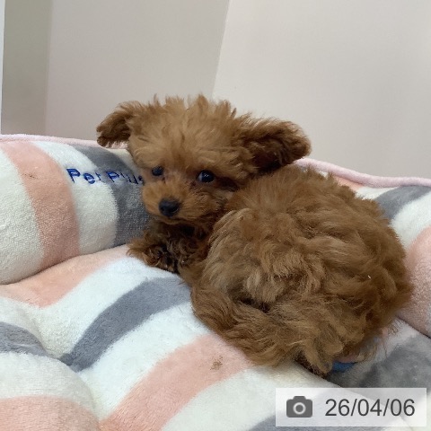 埼玉県のトイプードル(トイ) (ペットプラス クレアモール川越店/2026年1月18日生まれ/女の子/レッド)の子犬の3枚目の画像