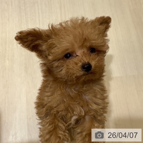 埼玉県のトイプードル(トイ) (ペットプラス クレアモール川越店/2026年1月18日生まれ/女の子/レッド)の子犬の4枚目の画像