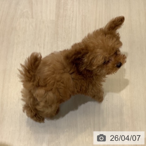 埼玉県のトイプードル(トイ) (ペットプラス クレアモール川越店/2026年1月18日生まれ/女の子/レッド)の子犬の3枚目の画像