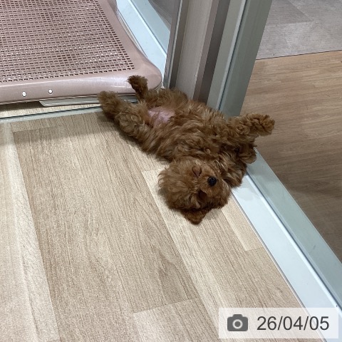 宮城県のトイプードル(トイ) (ペットプラス 仙台上杉店/2026年1月18日生まれ/女の子/レッド)の子犬の3枚目の画像