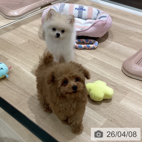 宮城県のトイプードル(トイ) (ペットプラス 仙台上杉店/2026年1月18日生まれ/女の子/レッド)の子犬の4枚目の画像