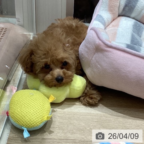 宮城県のトイプードル(トイ) (ペットプラス 仙台上杉店/2026年1月18日生まれ/女の子/レッド)の子犬の3枚目の画像