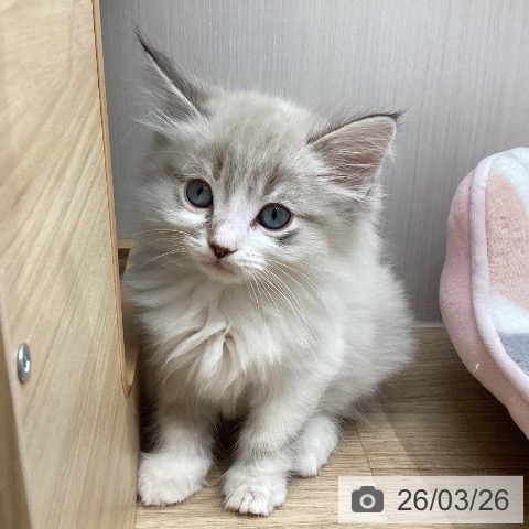 宮城県のサイベリアン (ペットプラス 仙台上杉店/2026年1月21日生まれ/男の子/シールリンクスポイント)の子猫の4枚目の画像