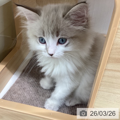 宮城県のサイベリアン (ペットプラス 仙台上杉店/2026年1月21日生まれ/男の子/シールリンクスポイント)の子猫の3枚目の画像