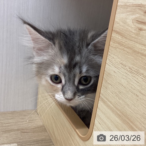 宮城県のサイベリアン (ペットプラス 名取店/2026年1月21日生まれ/女の子/ブルーパッチドタビーホワイト)の子猫の4枚目の画像