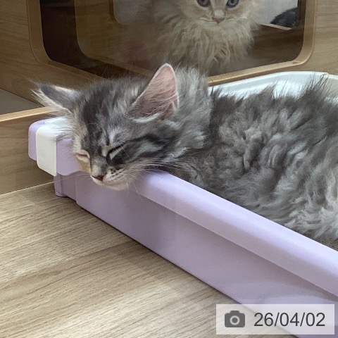 宮城県のサイベリアン (ペットプラス 名取店/2026年1月21日生まれ/女の子/ブルーパッチドタビーホワイト)の子猫の4枚目の画像