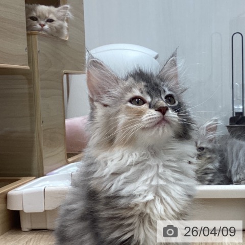 宮城県のサイベリアン (ペットプラス 名取店/2026年1月21日生まれ/女の子/ブルーパッチドタビーホワイト)の子猫の4枚目の画像