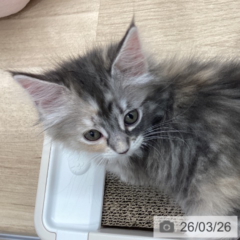 宮城県のサイベリアン (ペットプラス 名取店/2026年1月21日生まれ/女の子/ブルーパッチドタビーホワイト)の子猫の3枚目の画像