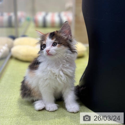 サイベリアンの写真