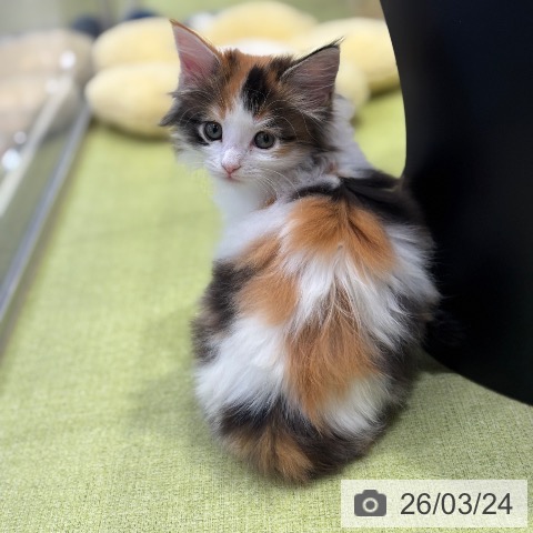 サイベリアンの写真