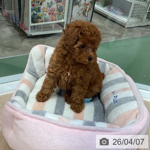 埼玉県のトイプードル(トイ) (ペットプラス 上尾店/2026年1月20日生まれ/男の子/レッド)の子犬の4枚目の画像