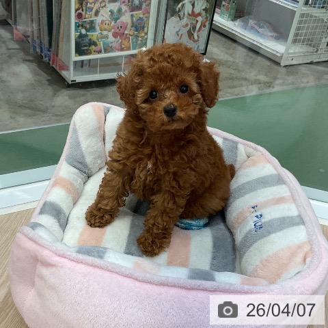 埼玉県のトイプードル(トイ) (ペットプラス 上尾店/2026年1月20日生まれ/男の子/レッド)の子犬の3枚目の画像