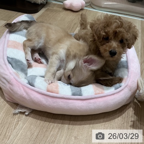 宮城県のトイプードル(トイ) (ペットプラス 仙台泉大沢店/2026年1月22日生まれ/男の子/アプリコット)の子犬の3枚目の画像