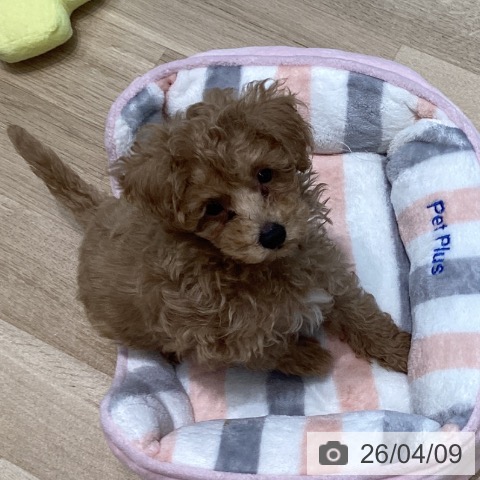 宮城県のトイプードル(トイ) (ペットプラス 仙台泉大沢店/2026年1月22日生まれ/男の子/アプリコット)の子犬の3枚目の画像