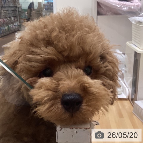 神奈川県のトイプードル(トイ) (ペットプラス ビアレ横浜店/2026年1月22日生まれ/男の子/レッド)の子犬の4枚目の画像