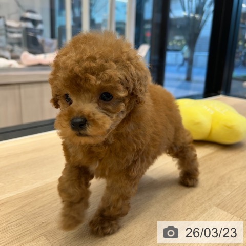 トイ・プードルの写真