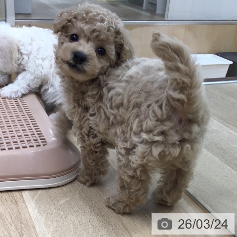トイ・プードルの写真