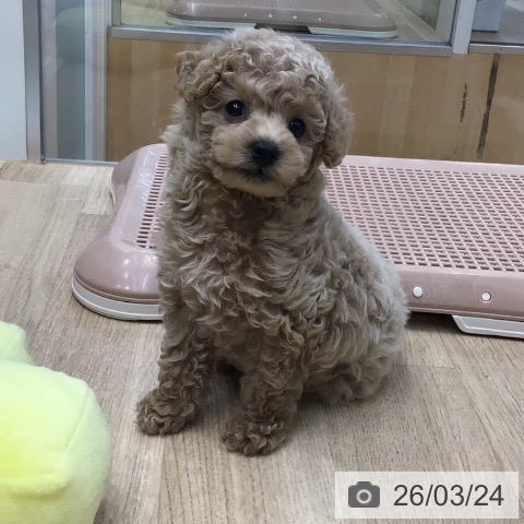 トイ・プードルの写真