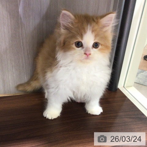 サイベリアンの写真