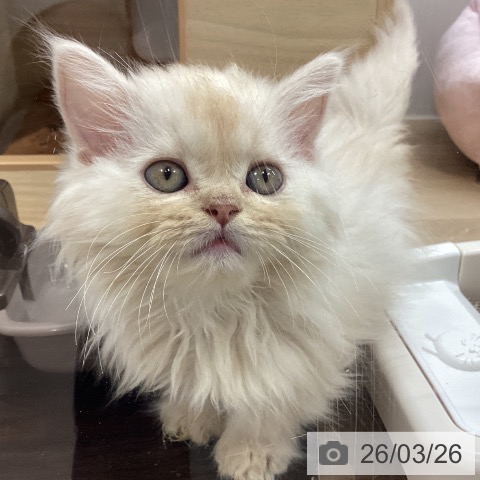 宮城県のミヌエット (ペットプラス 仙台上杉店/2026年1月22日生まれ/男の子/クリームタビー)の子猫の4枚目の画像