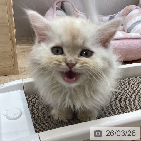 宮城県のミヌエット (ペットプラス 仙台上杉店/2026年1月22日生まれ/男の子/クリームタビー)の子猫の3枚目の画像