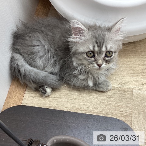 宮城県のミヌエット (ペットプラス 名取店/2026年1月18日生まれ/男の子/ブルータビー)の子猫の4枚目の画像